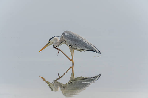 istock Wildlife Kenia Diani Beach 2249837249