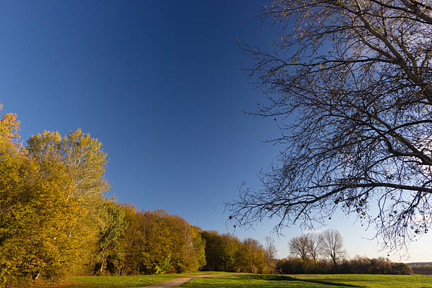 A tranquil park scene displays an autumn pathway surrounded by vibrant trees and grass, under a cloudless blue sky. This picturesque outdoor setting conveys calmness, natural beauty, and peacefulness.