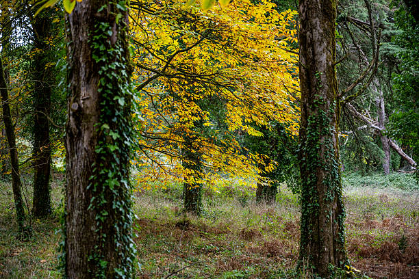 Alenquer Portugal November 29 2025 Ivy covered tree trunks stand among autumn leaves scattered across the forest floor