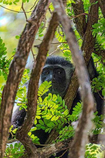 istock Wildlife Kenia Diani Beach 2249838124