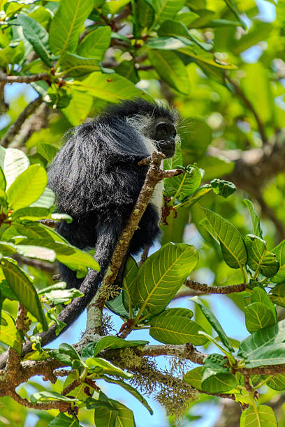 istock Wildlife Kenia Diani Beach 2249838354