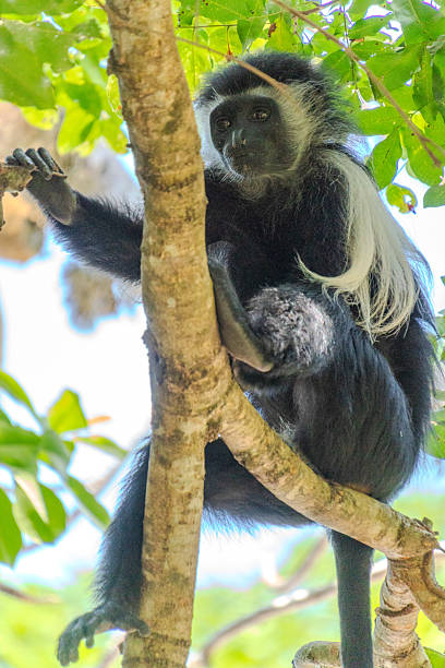 istock Wildlife Kenia Diani Beach 2249838403