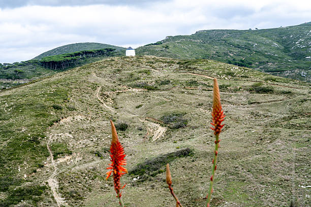 istock Wildflower foreground on Montejunto hills 2249838598
