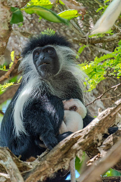 istock Wildlife Kenia Diani Beach 2249838930