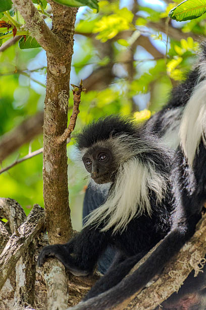 istock Wildlife Kenia Diani Beach 2249839073