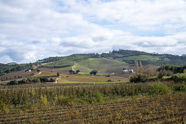 Autumn vineyards across Montejunto hills