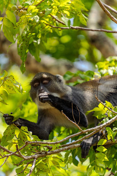 istock Wildlife Kenia Diani Beach 2249839825