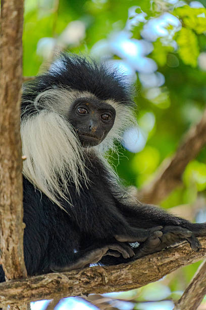istock Wildlife Kenia Diani Beach 2249839831