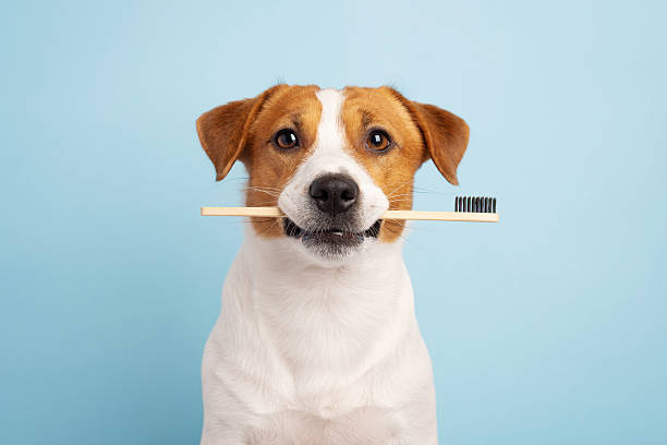 istock ute Jack Russell terrier dog with a toothbrush in its teeth on a blue background 2249840890