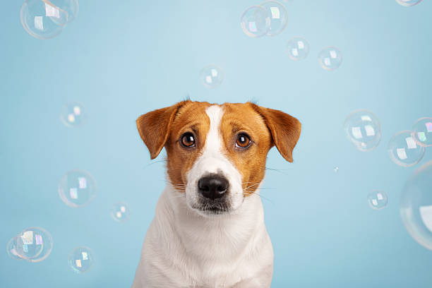 istock Funny Jack Russell terrier dog on a blue background with many soap bubbles 2249840893