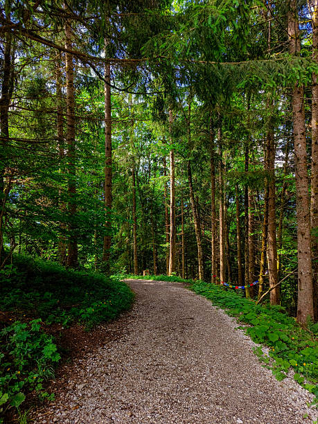 Garmisch - Partenkirchen, Germany - June 6, 2025 : Trail walking at Eckbauer mountain Beautiful scenery in Bavaria, Germany.