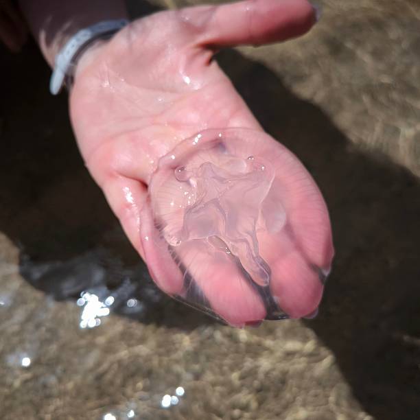 istock A tiny transparent jellyfish on a person's wet palm in water 2249843686