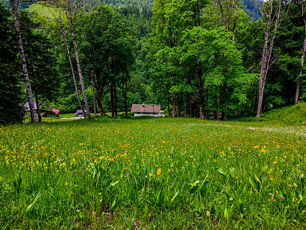 Garmisch - Partenkirchen, Germany - June 6, 2025 : Trail walking at Eckbauer mountain Beautiful scenery in Bavaria, Germany.