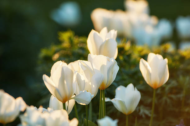 A bouquet of graceful white tulips, illuminated by soft golden hour light, stands proudly amidst vibrant greenery. These blooms exhibit elegance and tranquility, creating a serene and poetic botanical scene.