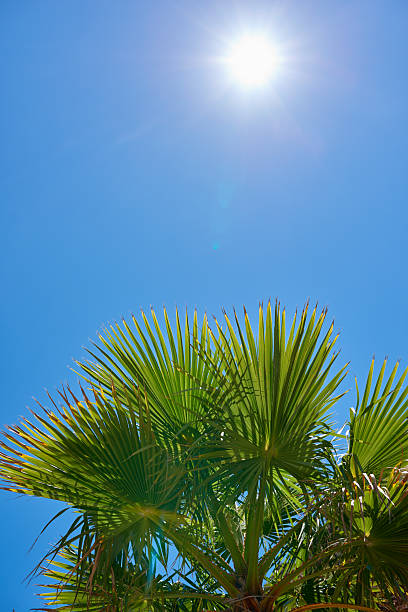Towering green palm tree leaves (Arecaceae) sparkling vividly beneath the bright midday sun against a pure cloudless blue sky, showcasing nature's beauty and the tropical ambiance of warm, sunny landscapes.