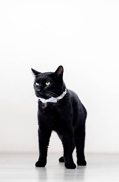 istock Black cat in a bow tie standing, looking left on a minimal white background. 2249848820