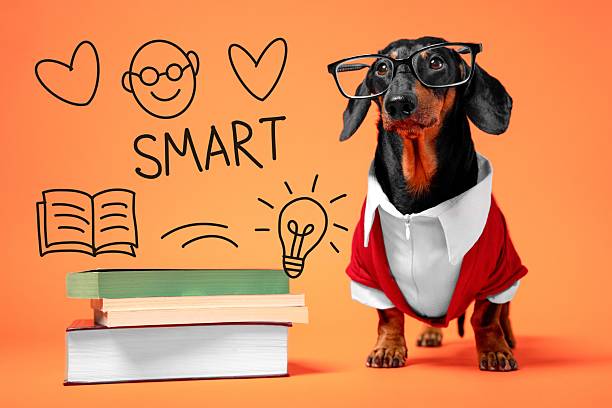 istock Smart dressed dachshund dog with books and doodles 2249848840