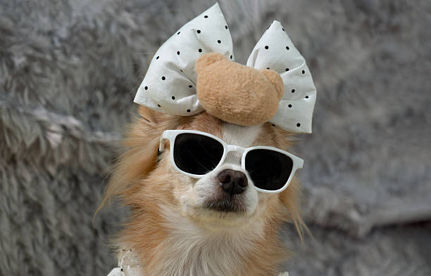 istock Wearing white-framed sunglasses and a matching bow, a small, long-haired chihuahua with light brown and white fur sat for a close-up. 2249848993