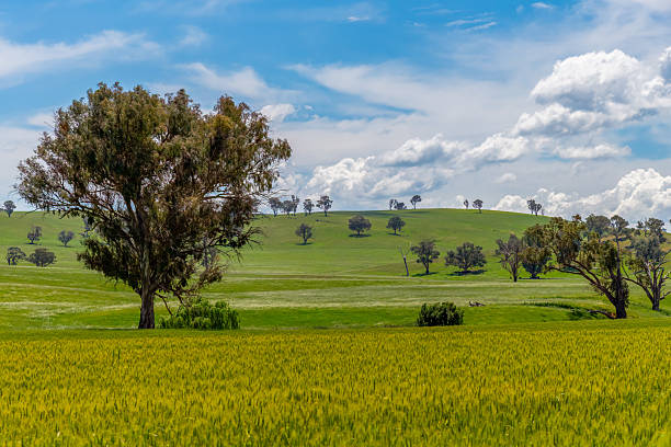 istock Fields and pastures around the Cowra region in Spring 2249849322