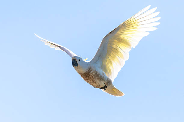 istock Sulphur-crested Cockatoo flying in the blue sky 2249849342