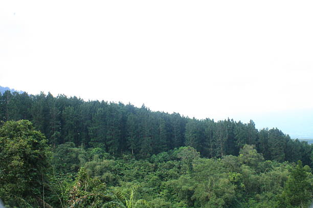 A scenic view of a dense green forest with tall trees under a cloudy, overcast sky, showcasing natural beauty and tranquility.