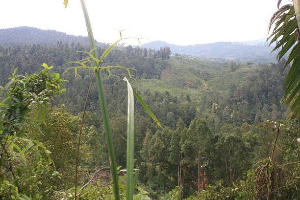 istock Lush Green Forest Landscape with Distant Mountains. 2249850735