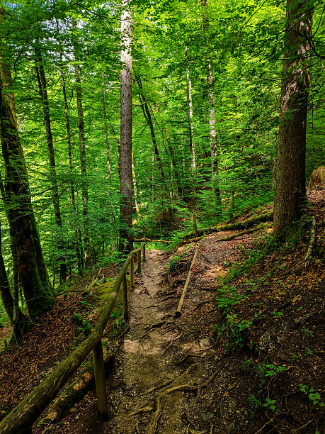 istock Garmisch - Partenkirchen, Germany - June 6, 2025 : Trail walking at Eckbauer mountain Beautiful scenery in Bavaria, Germany 2249850913