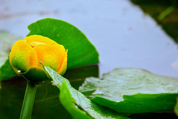 Beautiful perennial aquatic Nuphar polysepala (great yellow pond-lily, wokas, or wocus) with a yellow flower and floating green leaves in the lake. Fairy lake, Vancouver Island, BC, Canada.