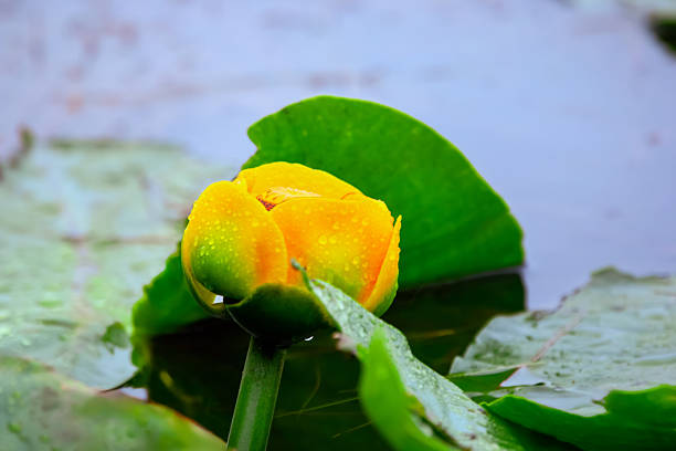 Beautiful perennial aquatic Nuphar polysepala (great yellow pond-lily, wokas, or wocus) with a yellow flower and floating green leaves in the lake. Fairy lake, Vancouver Island, BC, Canada.