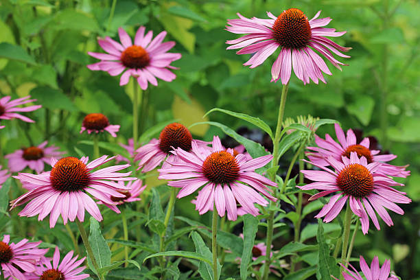 istock Purple coneflower flowers in close up 2249854775