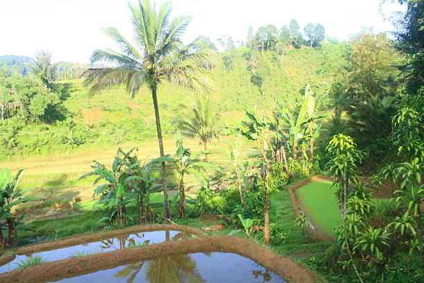 istock Lush Tropical Landscape with Rice Terraces and Palm Trees. 2249854956