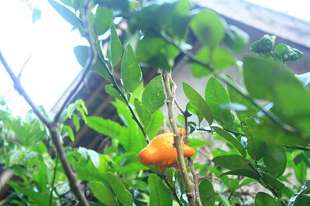 Close-up shot of an orange fruit on a tree branch, surrounded by lush green leaves, with a blurred background.