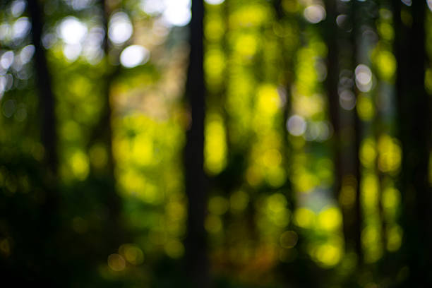 istock Forest background. Blur nature background. Greenery spring landscape background. Green lush environment. Blurry green leaves in forest. Nature pattern with leaves. The blurred background of greenery. 2249857239