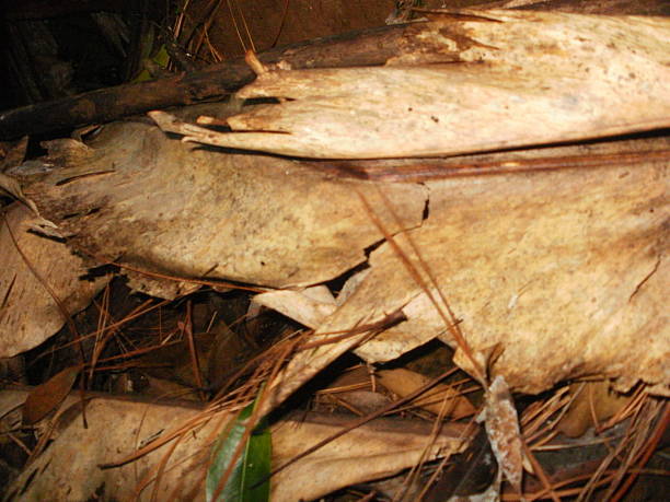 Close-up of a pile of dried eucalyptus leaves on the forest floor, showcasing their texture and natural colors.