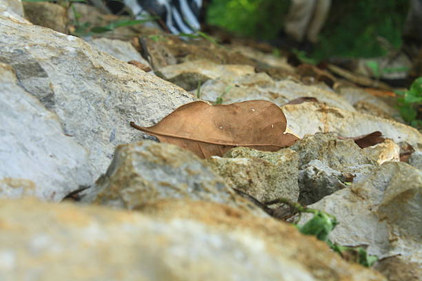 Show me the resilience of life as a small three leaf green plant grows out of a very small crack in a grey rock