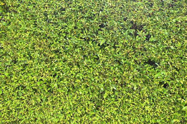 fresh green leaf tree background, natural wall decoration of home