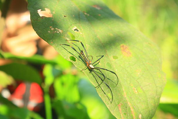 istock Spider on a Leaf - A Close-Up of Natures Beauty. 2249859280