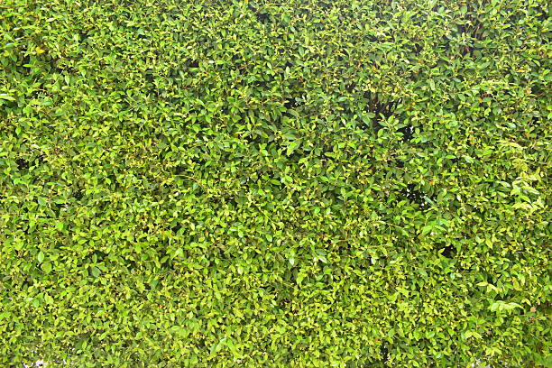 fresh green leaf tree background, natural wall decoration of home