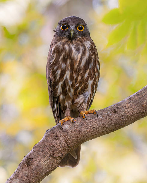 istock Portrait of a Brown Hawk Owl 2249862952