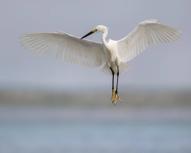 istock Little egret with outstretched wings 2249862969