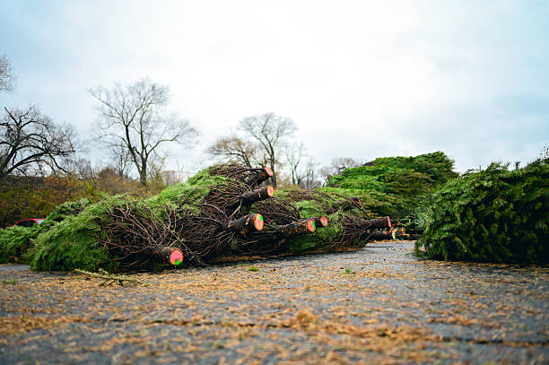 Rows of freshly cut evergreen trees waiting for customers at an festive christmas tree farm