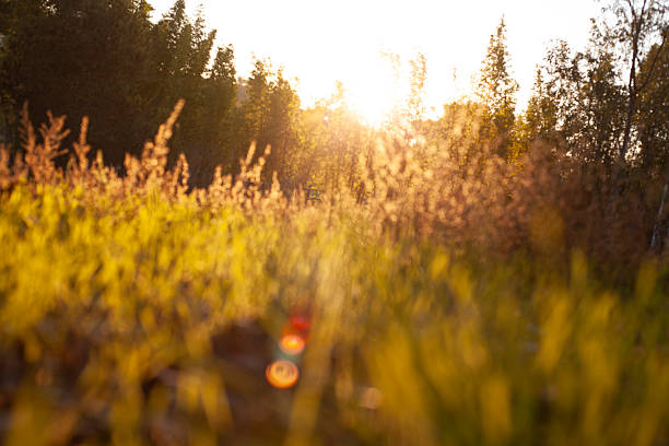 istock Beautiful grass at sunset, silhouette in landscape 2249864452