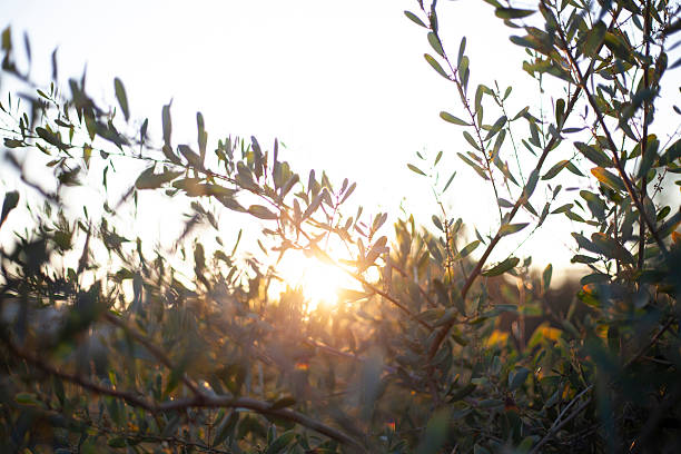 istock Beautiful bushes, silhouette it in sunlight 2249864457