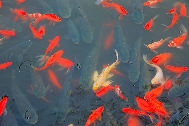 istock Many goldfish are in the pond 2249865388