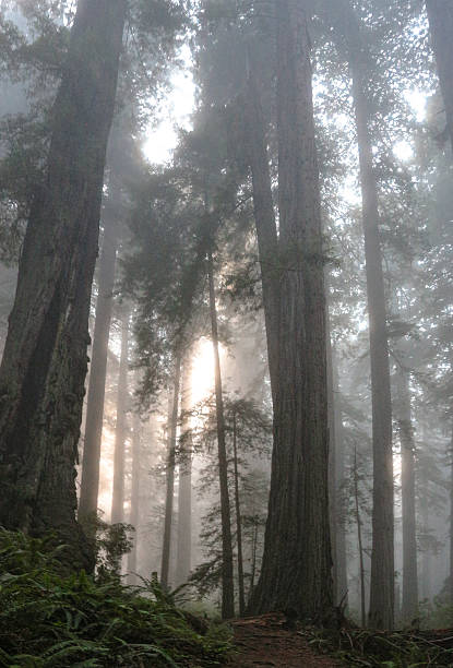 Afternoon light filtered through the dense redwood forest of Redwood National Park.