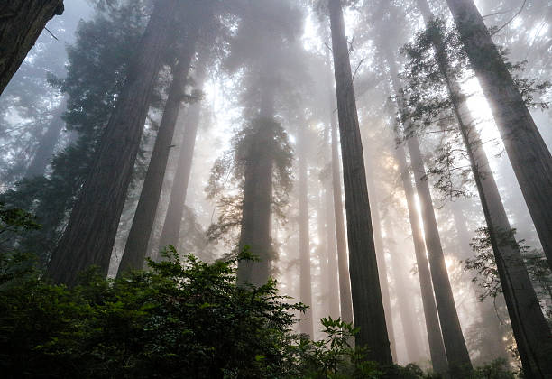 The afternoon light filtered through the dense fog in Redwood national forest.