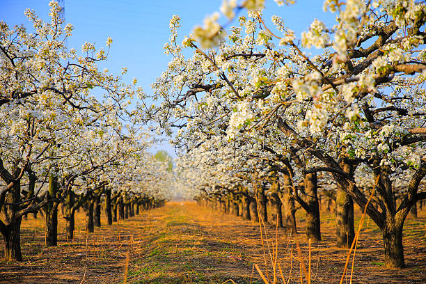istock Blooming pear flower, very beautiful 2249866482