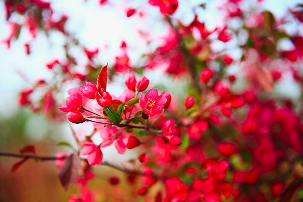 Chinese flowering crab-apple blooming, very beautiful