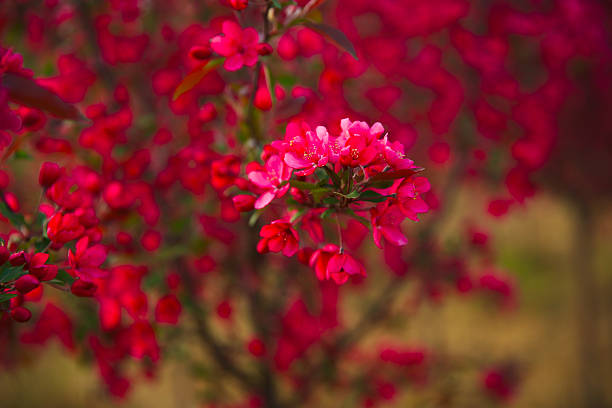 Chinese flowering crab-apple blooming, very beautiful