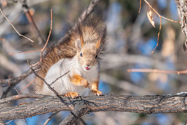 istock The squirrel sits on a branches without leaves in the winter or autumn 2249868087